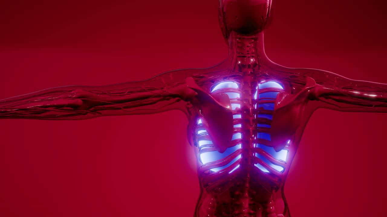 examen radiológico de los pulmones humanos