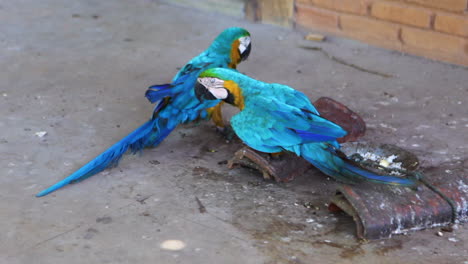 Una-Pareja-De-Guacamayas-Azules-Y-Amarillas-En-Un-Refugio-Indígena-En-La-Ciudad-De-Minaçú,-Estado-De-Goiás,-Brasil.