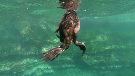 Imágenes-Notables-De-Un-Pájaro-Cormorán-Buceando-Y-Nadando-Bajo-El-Agua-En-Las-Islas-Galápagos-Ecuador-3