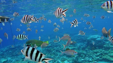 Schöne-Und-Saubere-Unterwasseraufnahme-Mit-Mehreren-Arten-Von-Tangs-Und-Anderen-Rifffischen---Unterwasseraufnahme