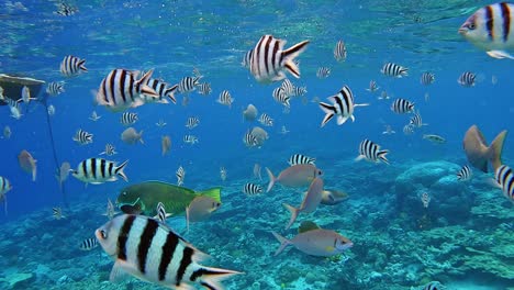 beautiful and clean underwater shot with several species of tangs and other reef fish - underwater shot