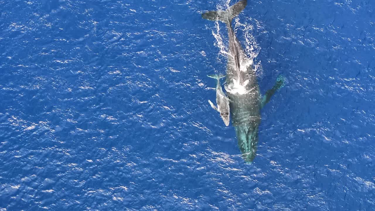 톤가에서 이동하는 험브백 고래의 아름다운 공중 풍경