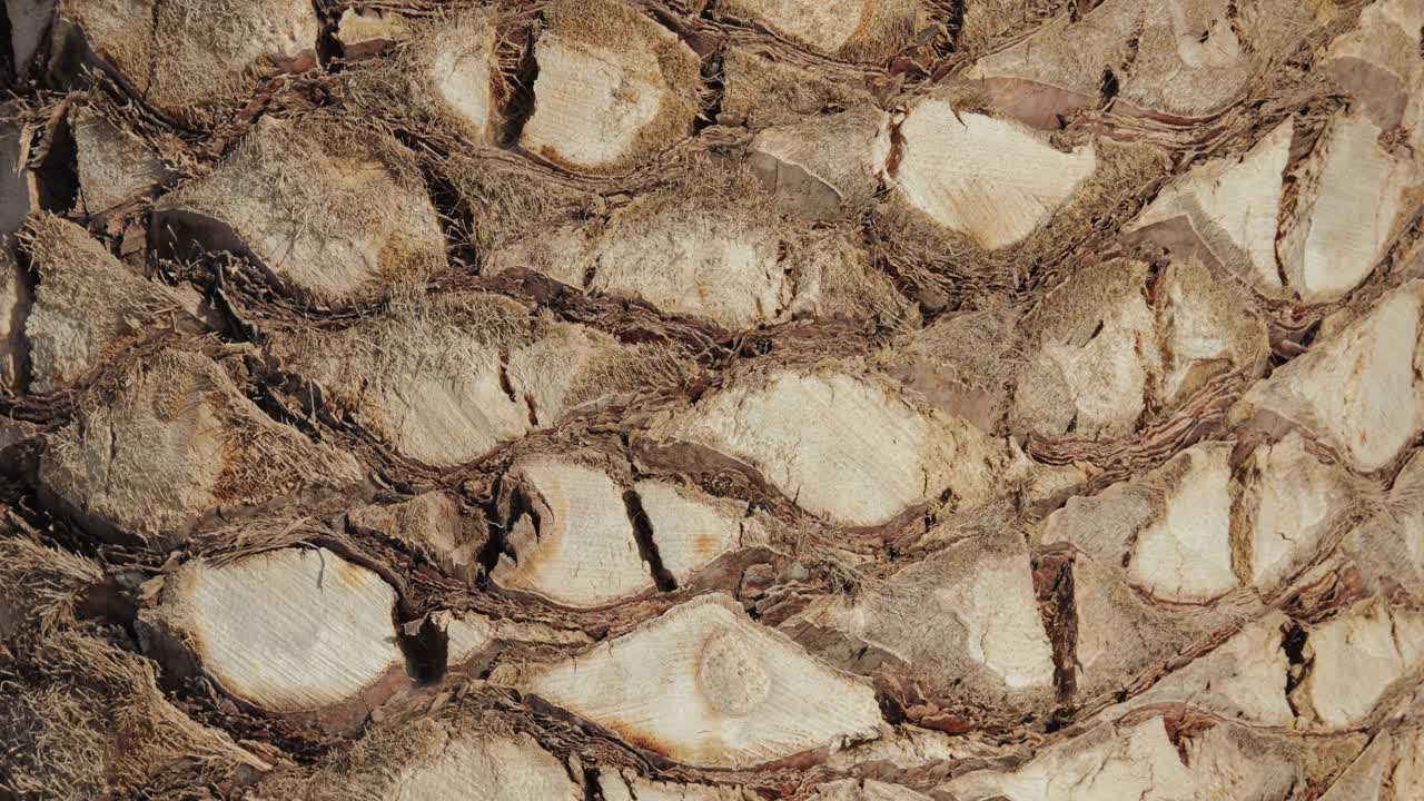 Close-up of Palm Tree Trunk Texture