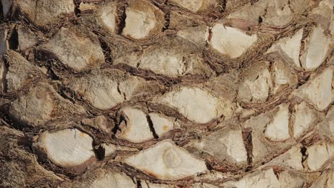 close-up of palm tree trunk texture