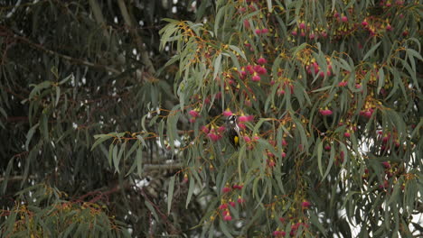 slow motion, new holland honeyeater collecting nectar from a gum tree