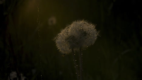 dew-kissed dandelion at sunset