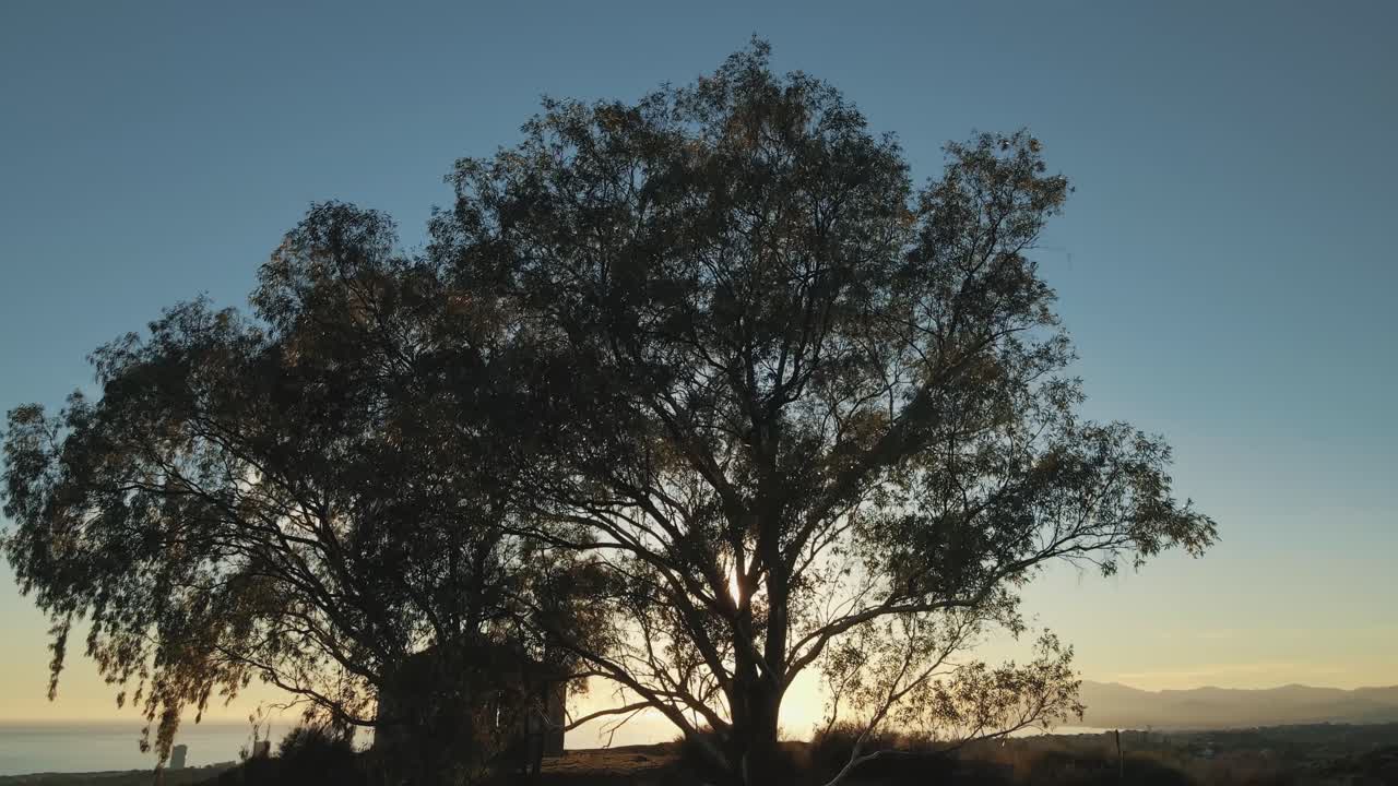 위로 이동하는 나무 실루엣의 느린 조감도