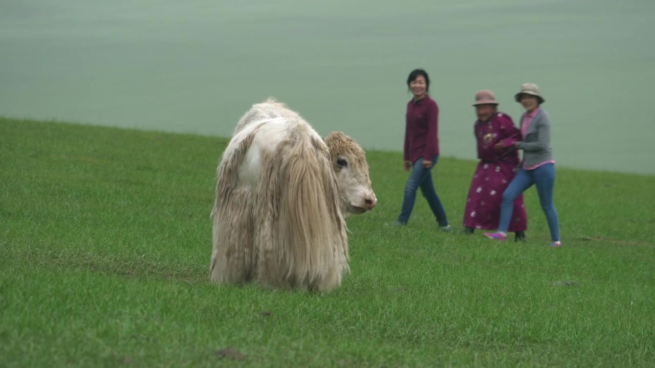 Yak bianco che pascola su un pendio verde con persone che camminano sullo sfondo