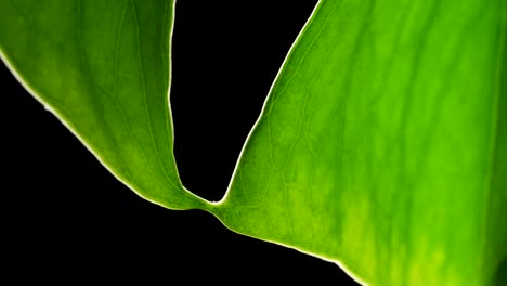 Gespaltener-Philodendron---Rand-Eines-Monstera-grünen-Blattes,-Das-Sich-Mit-Sanftem-Wind-Bewegt