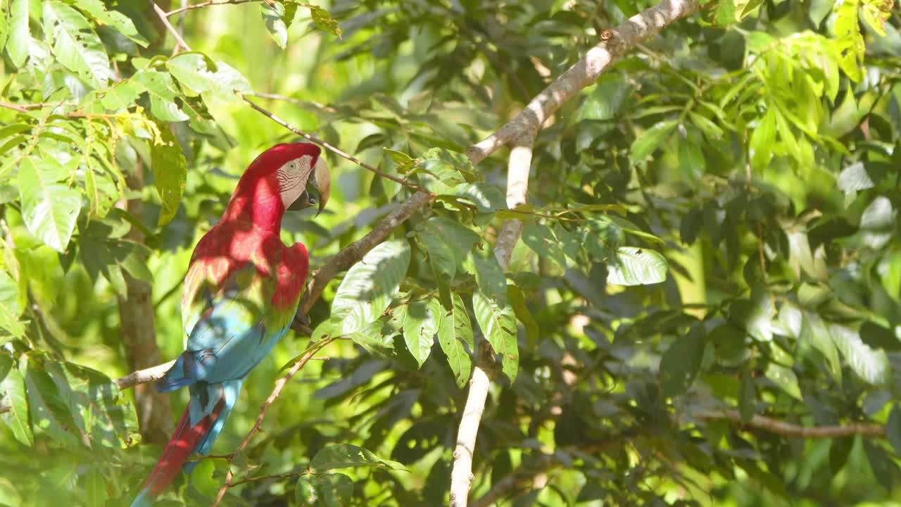 Single Green Winged Macaw sitting in the branch gets surprised and then settles down in the perch at rainforest of Peru