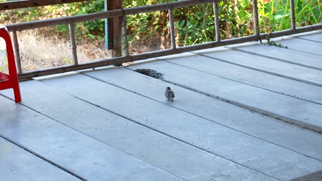 pigeon walking on a market walkway in bangkok