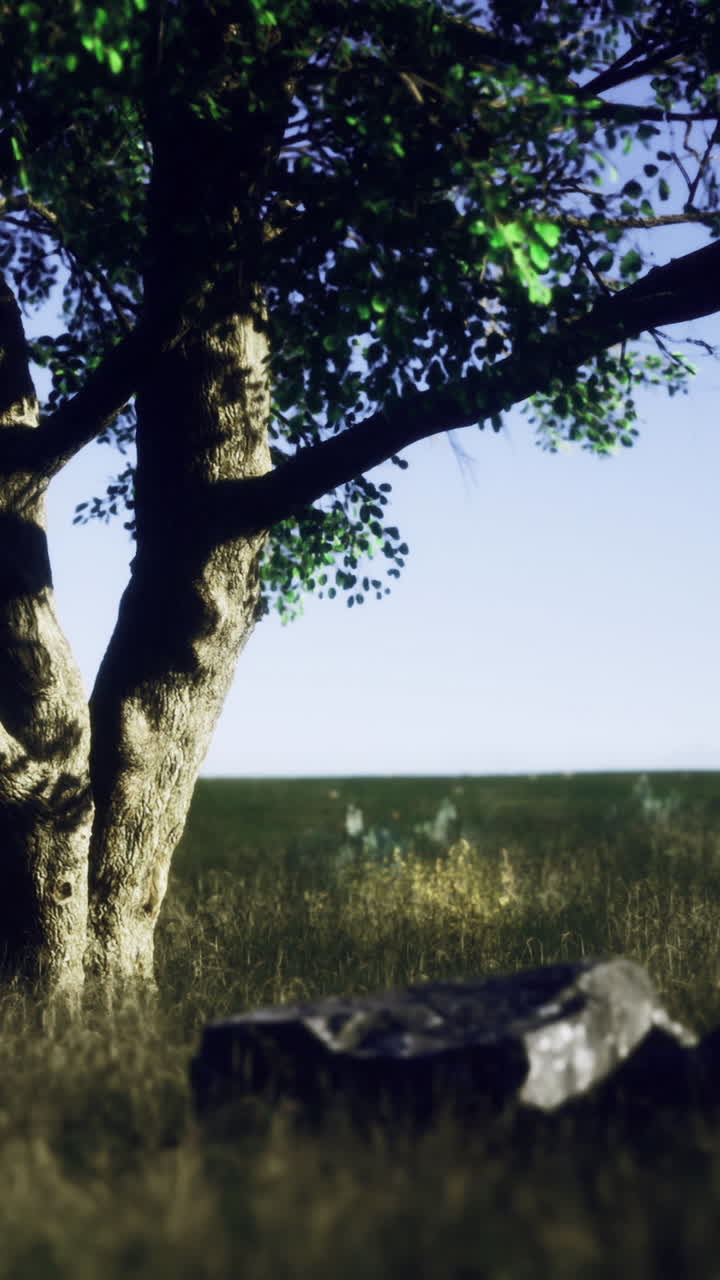 Un albero si erge in un campo con una roccia sotto un cielo luminoso e piante verdi intorno