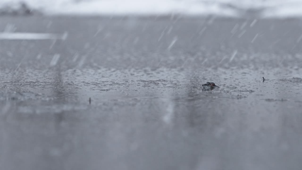 frog standing still in a lake during a snowfall, handheld shot