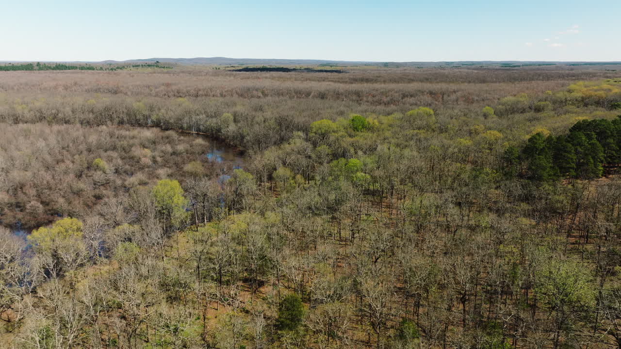 vista panoramica dei boschi nell'area di gestione della fauna selvatica dello stato di bell slough vicino a mayflower, arkansas, stati uniti