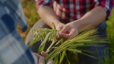 close-up of farmer's hands examining ears of grain