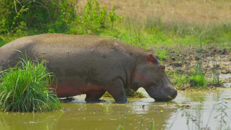 hippo walks causiously into swamp water, muddy and dirty in the hot sun