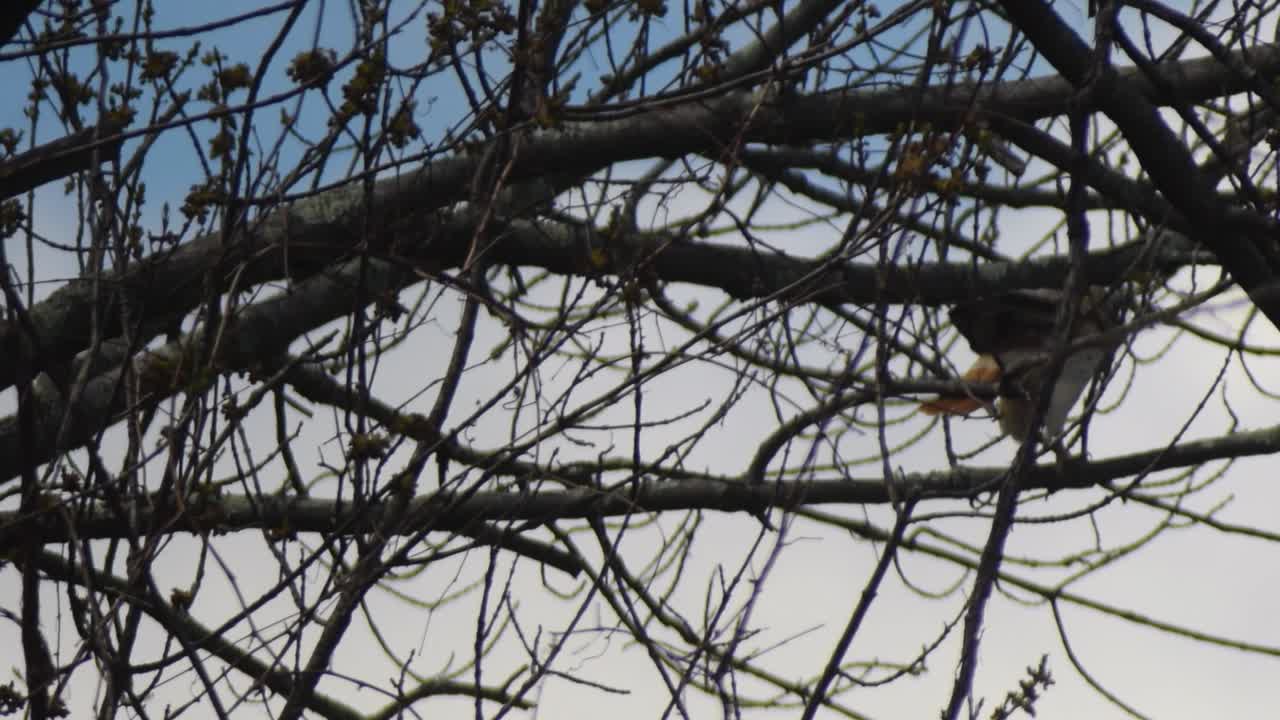 Broad Winged Hawk Attacks Tree