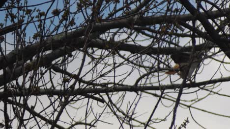 broad winged hawk attacks tree