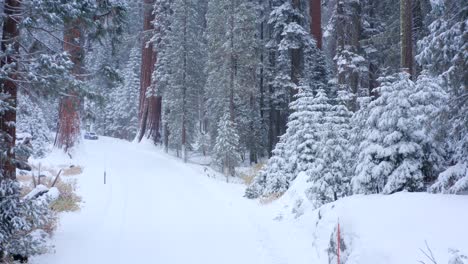 Imágenes-Aéreas-De-4k-Del-Parque-Nacional-Secoya-Cubierto-De-Nieve-6