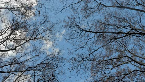 Caminando-Junto-A-árboles-Sin-Hojas-En-El-Parque-Urbano-De-La-Ciudad-Durante-El-Día-Con-Cielo-Azul