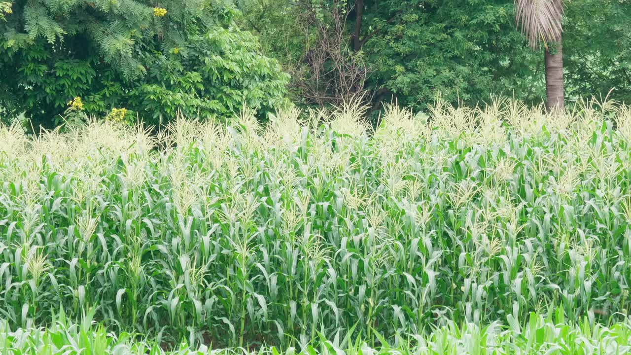 un zoom fuera de este campo de maíz con flores de maíz en una tierra de cultivo, árboles y cocos en el fondo, tailandia