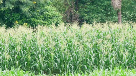 Un-Alejamiento-De-Este-Campo-De-Maíz-Con-Flores-De-Maíz-En-Una-Tierra-De-Cultivo,-árboles-Y-Cocos-Al-Fondo,-Tailandia