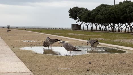 後ろの風で木が揺れる池のカモメが水を飲む