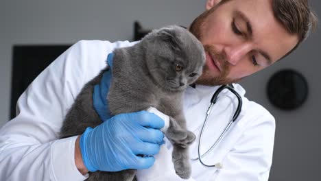 veterinarian examining a bandaged cat's paw