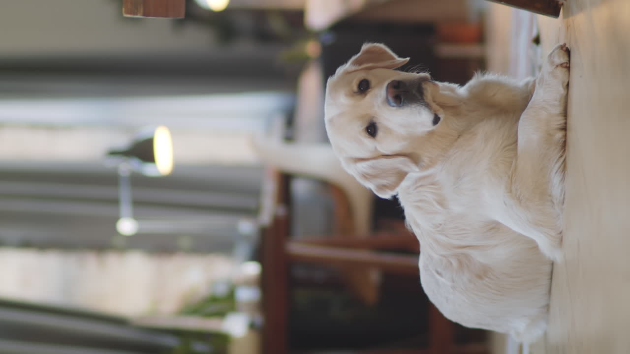 바닥에 누워 있는 골든 리트리버