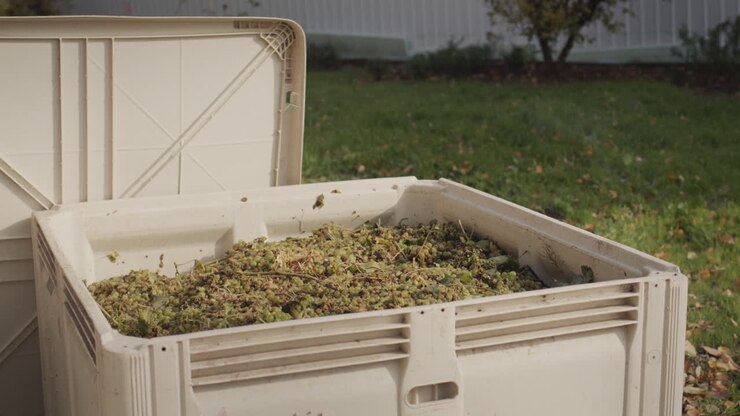 Grande contenitore di plastica con uva - materie prime per la produzione di vino.