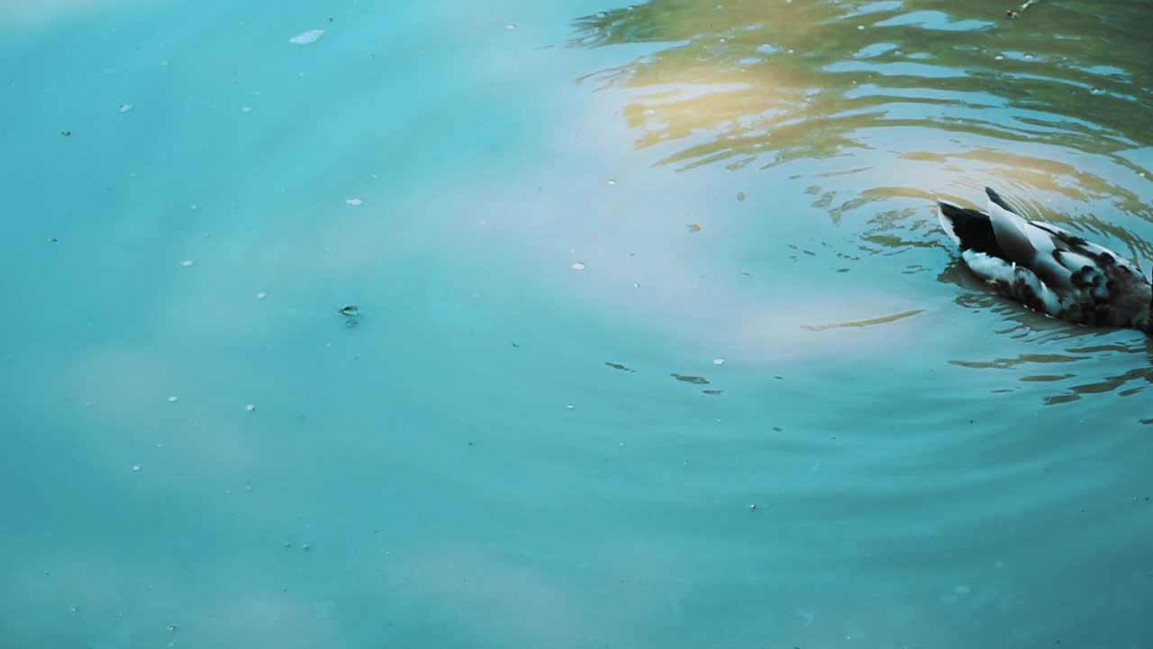 Ducks in a row swim in tandem on a pond while cleaning themselves - Orange Teal HD