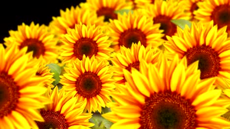 garden filled with sunflowers, loop animation,