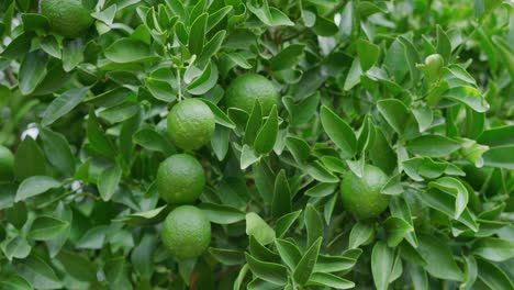 close up shot of a bright green limes growing on a lush green tree next to some limes that are not ripe yet