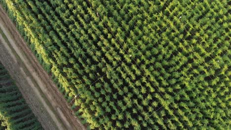 aerial shot of hops gardens in a beautiful slovenia