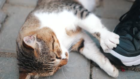 a woman playing with a cat