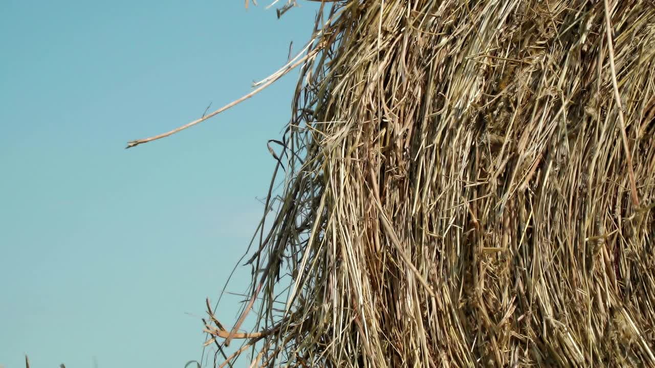 농업의 개념: 풀에서 풀, 여름에 풀과 함께 시골, 낮은 각도 뷰