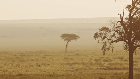 africa aerial shot of beautiful masai mara savannah landscape in kenya, savanna and trees in orange sunrise in atmospheric misty mist, hot air balloon ride flight flying view above maasai mara