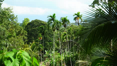 windmill palm trees swaying with the wind in koh phangan, thailand