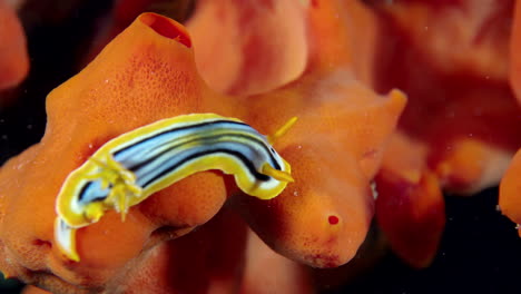 a sea slug crawling on a red colored sea spoonge