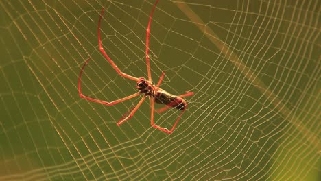 a golden silk orb-weaver spider carefully constructs a web in the rainforest