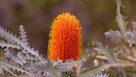 la flor naranja de banksia florece en australia 1