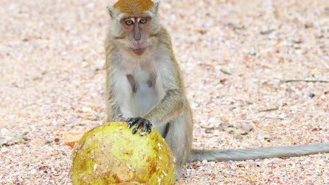 curious monkey examines a large yellow fruit