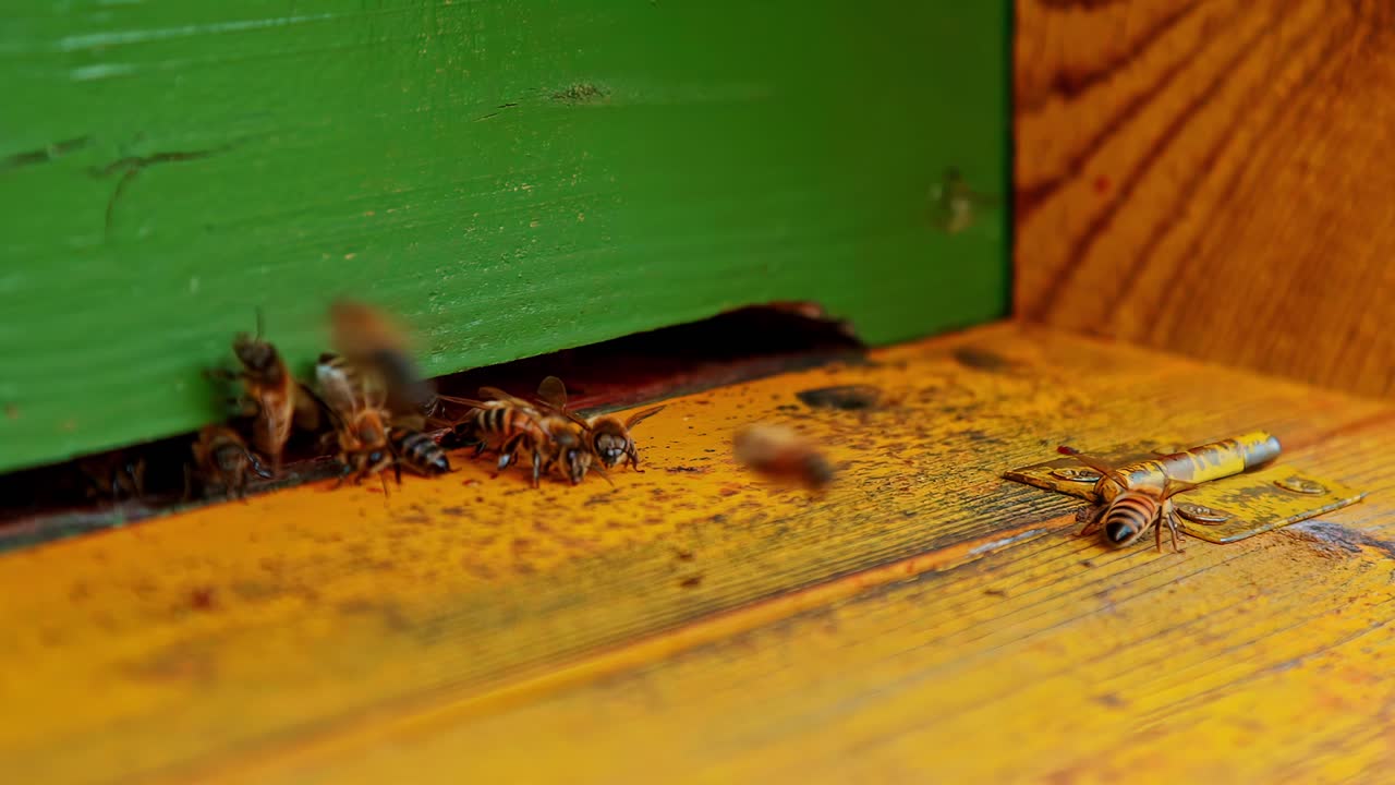 A slow-motion macro shot captures honey bees, some struggling, crawling across the colorful landing board and into the narrow entrance of their wooden beehive at an apiary