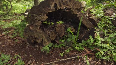 hollow tree bark with ants walking by