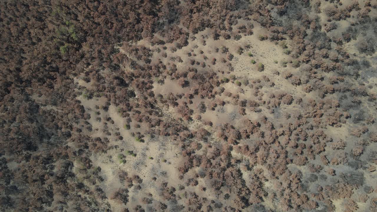 árboles marchitados por el fuego