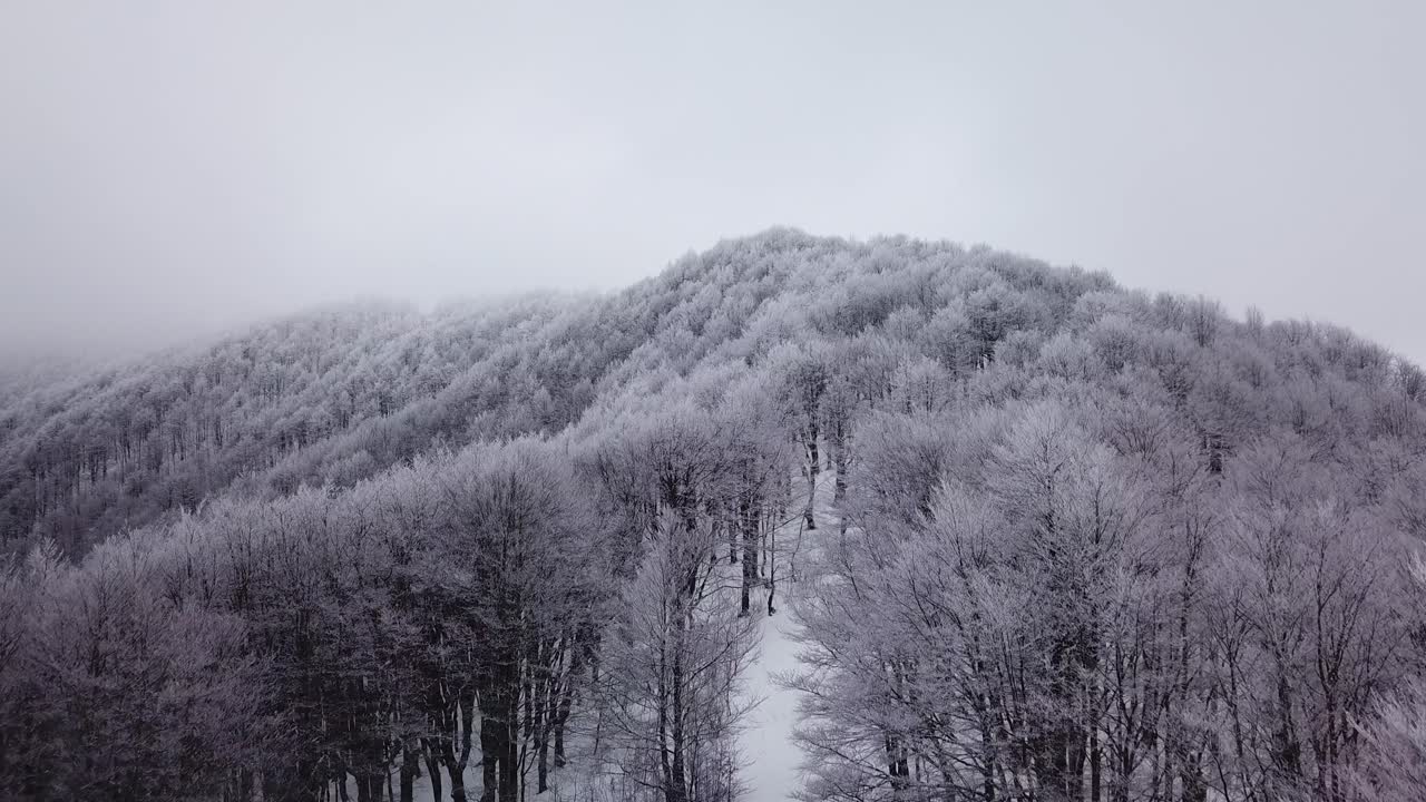 A winter landscape with trees covered in white The scene shows a forest on a hillside on a foggy day The view is from above looking down on the trees