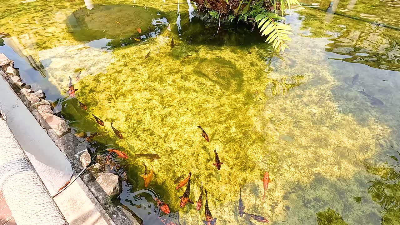 Koi fish swim gracefully in a sunlit pond in Champasak, Laos. The clear water and vibrant colors create a serene atmosphere