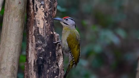 El-Pájaro-Carpintero-De-Cabeza-Gris-También-Se-Llama-Pájaro-Carpintero-De-Cara-Gris-Se-Encuentra-En-Muchos-Parques-Nacionales-En-Tailandia-Y-Es-Muy-Particular-En-La-Elección-De-Su-Hábitat-Para-Que-Prospere