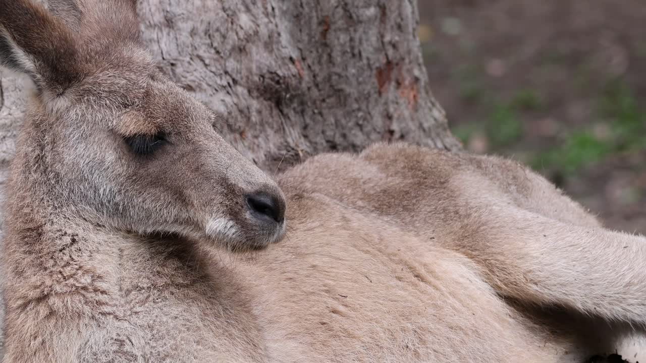 Kangaroo Resting Under a Tree