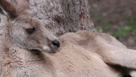 kangaroo resting under a tree
